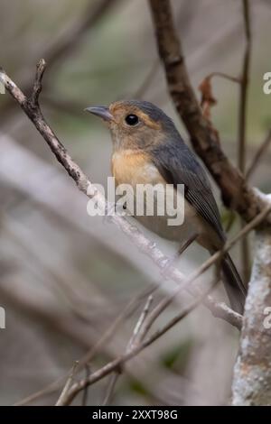 Graukehlchen (Granatellus sallaei), Weibchen sitzt auf einem Zweig im Regenwald, Guatemala Stockfoto