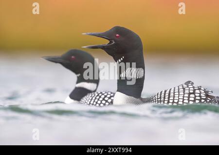 Großer Nordtaucher, gemeinsamer Seetaucher (Gavia immer), zwei schwimmende gemeinsame Seetaucher, Seitenansicht, Island Stockfoto