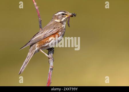 Islandischer rotflügel (Turdus iliacus coburni, Turdus coburni), auf einem Zweig mit gesammeltem Futter im Schnabel, Seitenansicht, Island, Silfrastadhir - A Stockfoto