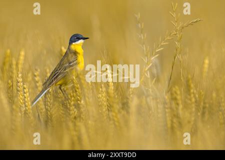 Aschschwanz, Gelbbbachtel (Motacilla flava cinereocapilla), männlicher sitzender Mann in einem Getreidefeld, Seitenansicht, Italien, Toskana Stockfoto