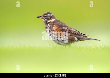 Islandischer rotflügel (Turdus iliacus coburni, Turdus coburni), auf einer Wiese, Seitenansicht, Island Stockfoto