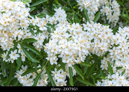 Mexikanische Orangenblüte (Choisya x dewitteana Aztec Pearl, Choisya dewitteana Aztec Pearl), blühender Zweig der Sorte Aztec Pearl Stockfoto