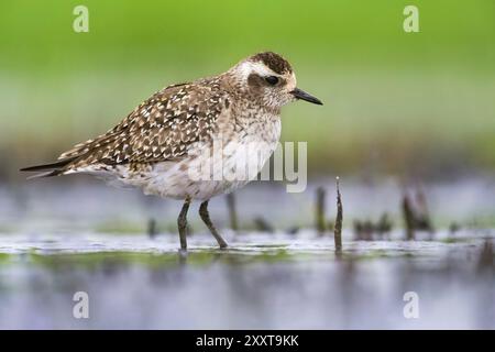 Amerikanischer goldener Pflug (pluvialis dominica), stehend im Flachwasser, Italien, Toskana Stockfoto