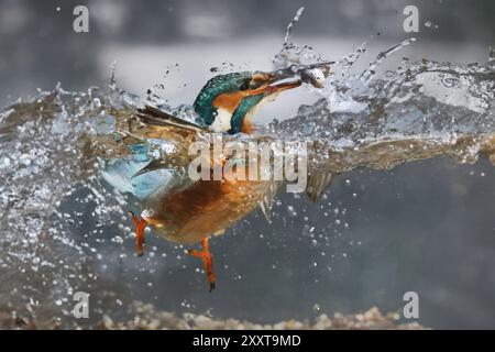 eisvogel (Alcedo atthis), Weibchen mit einem gefangenen Fisch im Schnabel, Deutschland, Mecklenburg-Vorpommern Stockfoto