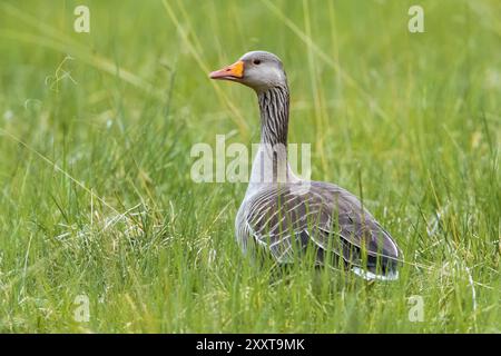 westliche Graugans (Anser anser anser anser), die auf einer Wiese auf Island thront Stockfoto