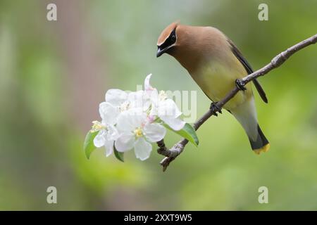 Zedernwachs (Bombycilla cedrorum), männlicher Erwachsener auf einem Apfelbaum, USA Stockfoto