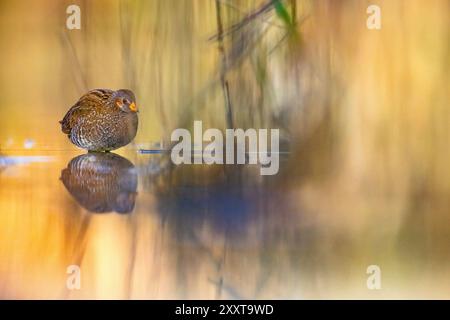 Gefleckte Crake (Porzana porzana), stehend im flachen Wasser, Italien, Toskana Stockfoto