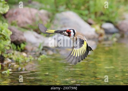 Eurasischer Goldfink (Carduelis carduelis), landet im Bachlauf für ein Bad, Deutschland, Mecklenburg-Vorpommern Stockfoto
