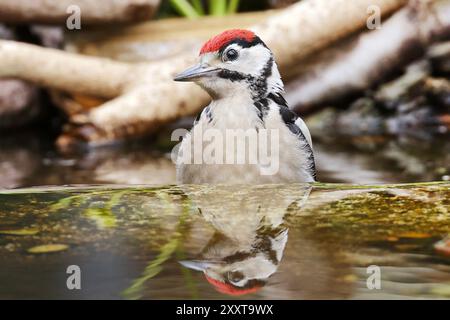 Großspecht (Picoides Major, Dendrocopos Major), Junges im Bach, Deutschland, Mecklenburg-Vorpommern Stockfoto