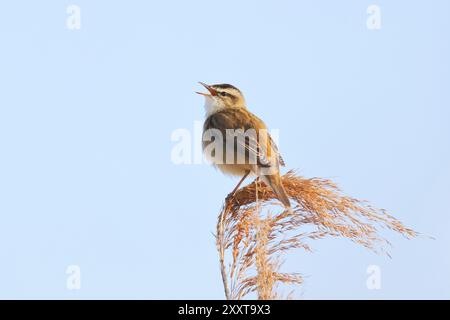 Seggenkraut (Acrocephalus schoenobaenus), singend männlich, Deutschland, Mecklenburg-Vorpommern Stockfoto