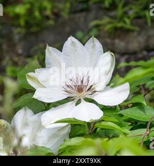 clematis, Jungfrauenbower (Clematis „Miss Bateman“, Clematis Miss Bateman), Blume der Sorte Miss Bateman, Europa, Bundesrepublik Deutschland Stockfoto