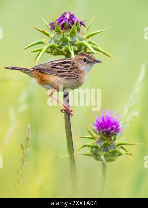 zitting cisticola (Cisticola juncidis), auf dem Stab einer Distel, Seitenansicht, Italien, Toskana, Colli Alti, Firenze; Signa; Stockfoto