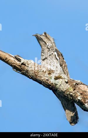 Northern Potoo, Abbott's Potoo, Antillean Potoo, Common Potoo, Jamaican Potoo (Nyctibius jamaicensis), sitzt gut getarnt auf einem Ast während der da Stockfoto