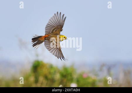 Gelbhammer (Emberiza citrinella), männlich im Flug, Deutschland, Mecklenburg-Vorpommern Stockfoto