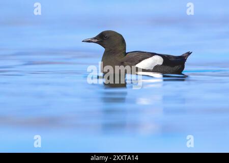 Isländische schwarzguillemot (Cepphus grylle islandicus, Cepphus islandicus), Schwimmen im Zuchtgefieder, Seitenansicht, Island, Grundarhverfi Stockfoto