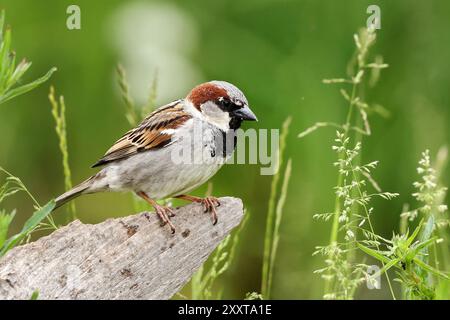 Haussperling (Passer domesticus), männlich auf einem Baumstumpf sitzend, Deutschland, Mecklenburg-Vorpommern Stockfoto
