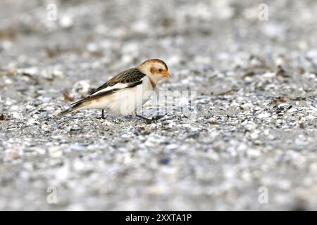 Schneehähne (Plectrophenax nivalis), auf der Suche am Strand, Deutschland, Mecklenburg-Vorpommern, Nordstrand Darss, Prerow Stockfoto