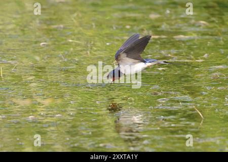 Scheunenschwalbe (Hirundo rustica), Trinken im Flug, Deutschland, Schleswig-Holstein, Helgoland Stockfoto
