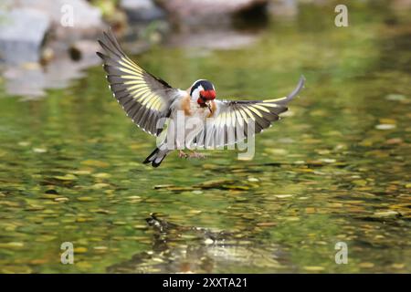 Eurasischer Goldfink (Carduelis carduelis), landet im Bachlauf für ein Bad, Deutschland, Mecklenburg-Vorpommern Stockfoto