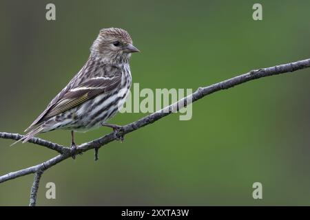 Pine Siskin (Spinus pinus), männlich auf einem Ast, USA Stockfoto