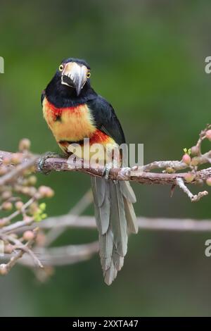 Aracari mit Kragen (Pteroglossus torquatus), sitzend auf einem Zweig im Regenwald, Guatemala, Tikal Stockfoto