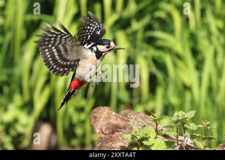 Großspecht (Picoides Major, Dendrocopos Major), Weibchen auf einem Baumstumpf, Deutschland, Mecklenburg-Vorpommern Stockfoto