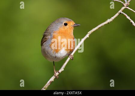 Europäischer robin (Erithacus rubecula), männlich sitzend auf einem Ast, Deutschland, Mecklenburg-Vorpommern Stockfoto