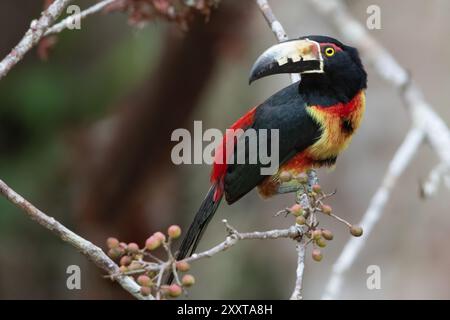 Aracari mit Kragen (Pteroglossus torquatus), sitzend auf einem Zweig im Regenwald, Guatemala, Tikal Stockfoto