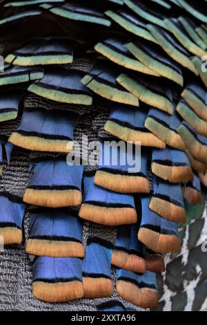 Ozellierte pute (Agriocharis ocellata, Meleagris ocellata), Federn, Guatemala, Tikal Stockfoto