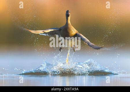 Garganey (Spatula querquedula, Anas querquedula), beginnend aus dem Wasser, Italien, Toskana Stockfoto