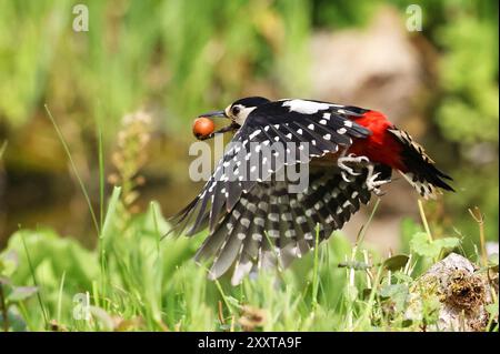 Großspecht (Picoides Major, Dendrocopos Major), Weibchen mit Haselnussbaum in der Rechnung, Deutschland, Mecklenburg-Vorpommern Stockfoto