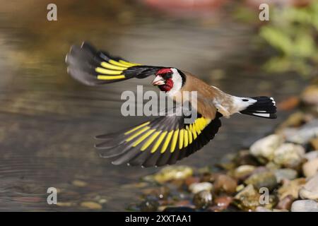 Eurasischer Goldfink (Carduelis carduelis), fliegt entlang eines Baches, Deutschland, Mecklenburg-Vorpommern Stockfoto