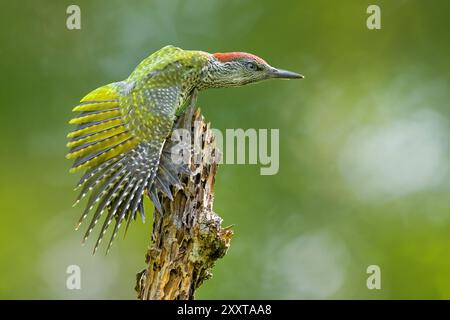 Grünspecht, Jaffle, Europäischer Grünspecht, Nickel (Picus viridis), Jungfrau, die mit ausgestrecktem Flügel auf einem toten, gebrochenen Baumstamm hockt Stockfoto