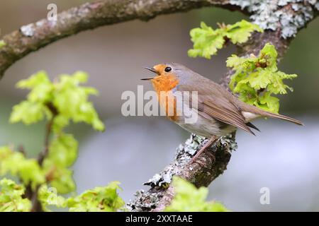 Europäischer robin (Erithacus rubecula), auf einem Zweig sitzend, singend, Deutschland, Mecklenburg-Vorpommern Stockfoto