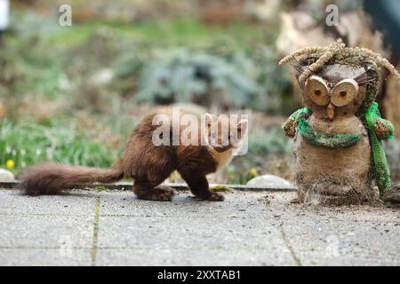 Europäischer Kiefernmarder (Martes martes), Futtersuche in einem Vogelfutter auf einer Terrasse, Deutschland, Mecklenburg-Vorpommern, Rostock Stockfoto