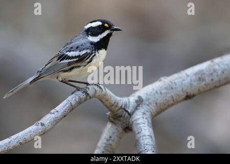 Schwarzkehlchen-Grausamer (Setophaga nigrescens), sitzt auf einem Zweig, USA Stockfoto