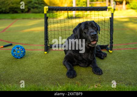 Ein schwarzer älterer Labrador-Retriever liegt auf einem grünen Sportplatz vor einem kleinen Fußballtor Stockfoto