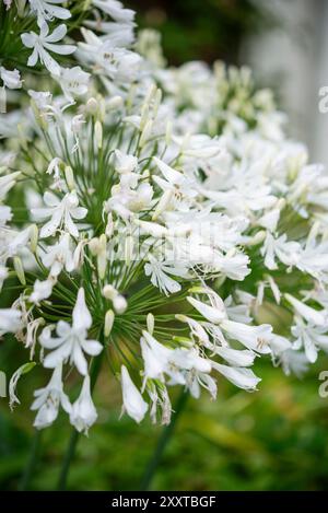 Große Blumenköpfe mit weißen Blüten auf einer Vielzahl von Agapanthus in einem Sommergarten. Stockfoto