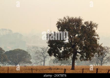 Goiania, Goias, Brasilien – 25. August 2024: Landschaft mit Bäumen, typisch für die zentrale Region Brasiliens, an einem Tag mit viel Rauch von Bränden. Stockfoto