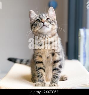 Süßes Tabby-Kätzchen sitzt drinnen und schaut neugierig nach oben Stockfoto