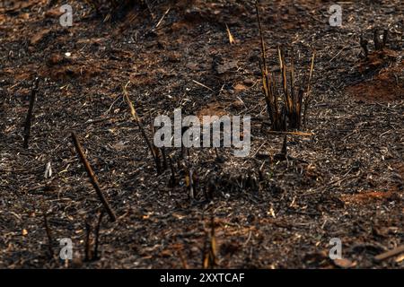 Goiania, Goias, Brasilien – 25. August 2024: Nahaufnahme des verbrannten Weidebodens. Stockfoto