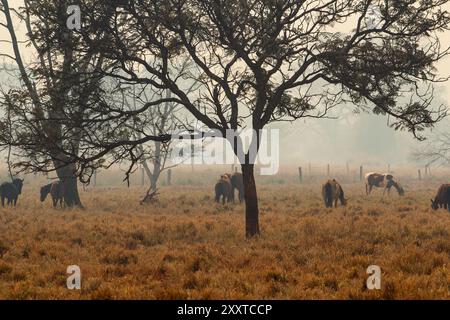 Goiânia, Goiás, Brasilien – 25. August 2024: Landschaft mit einem Baum und einigen Pferden, ein trauriger Tag, ohne Sonne und viel Rauch von Bränden. Stockfoto