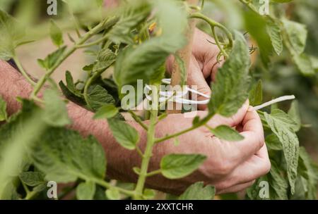 Eine detaillierte Ansicht der Hände, die Pflanzenstiele vorsichtig an einen Holzpfahl in einem Garten binden. Die Szene konzentriert sich auf Pflanzenpflege- und Gartenarbeit in einem green Blick Stockfoto