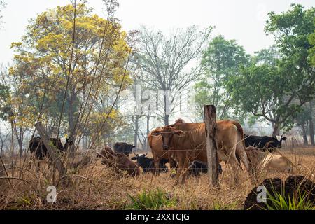 Goiania, Goias, Brasilien – 25. August 2024: Eine kleine Rinderherde, die auf der Weide des Bauernhofes ruht. Stockfoto