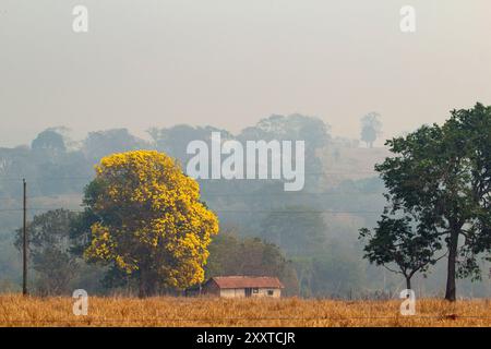 Goiania, Goias, Brasilien – 25. August 2024: Landschaft mit einem Haus und Bäumen, einem blühenden gelben ipe-Baum, an einem Tag mit viel Rauch. Stockfoto