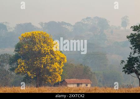 Goiania, Goias, Brasilien – 25. August 2024: Landschaft mit einem Haus und Bäumen, einem blühenden gelben ipe-Baum, an einem Tag mit viel Rauch. Stockfoto