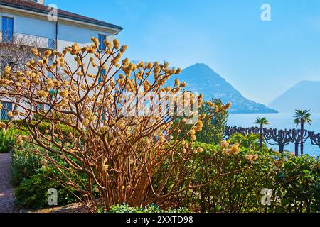 Die getrimmten Büsche und die blühende Edgeworthia chrysantha im Parco Villa Malpensata, Lugano, Tessin, Schweiz Stockfoto