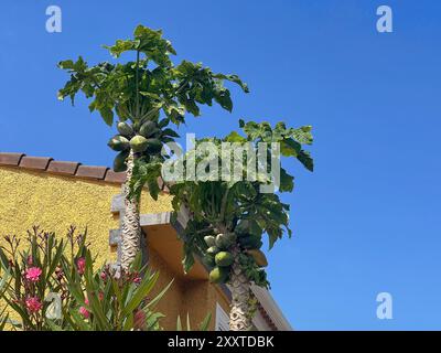 Ein Papaya-Baum mit Papaya-Früchten, der in einem Garten in der Nähe des Hauses in La Orotava auf Teneriffa wächst. Stockfoto