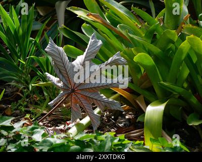 Ein großes schönes herbstlich gefallenes getrocknetes Blatt liegt auf dem Gras. Stockfoto