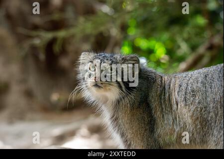 Die kleine Wildkatze „Pallas's Cat“ (Otocolobus manul), auch bekannt als die Manul Stockfoto